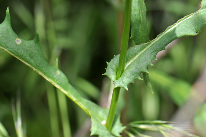 Lemmon's Ragwort is similar to several other Ragwort species however the shape of the leaf including the clasping leaf bases and the axillary tufts of hair help separate various species. Shown in this photograph are the clasping dentate leaf bases. Senecio lemmonii 